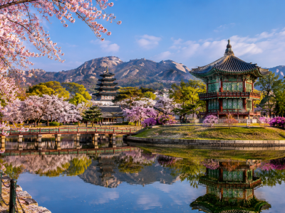 Cherry blossoms by the serene pavilion